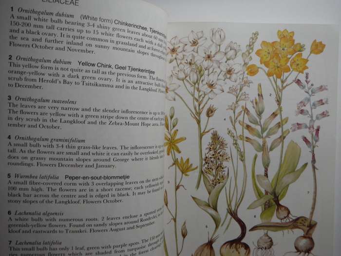 Outeniqua, Tsitsikamma & Eastern Little Karoo : South African Wild Flower Guide 2 - Paperback