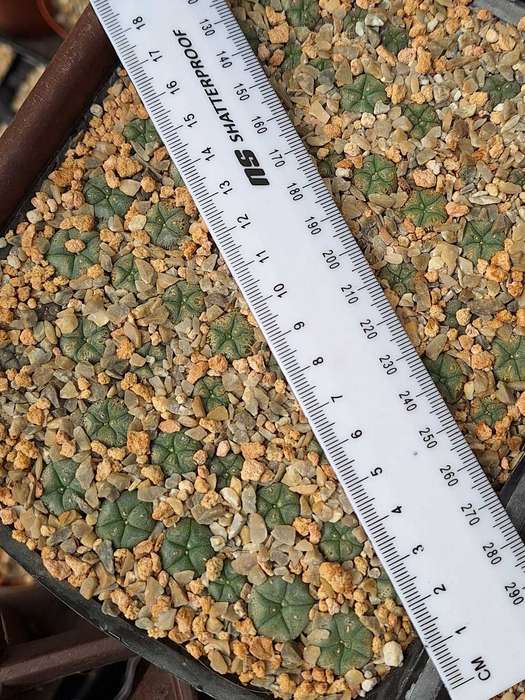 Cacti Lophophora williamsii 6 pack COMBO (Peyote Cactus)