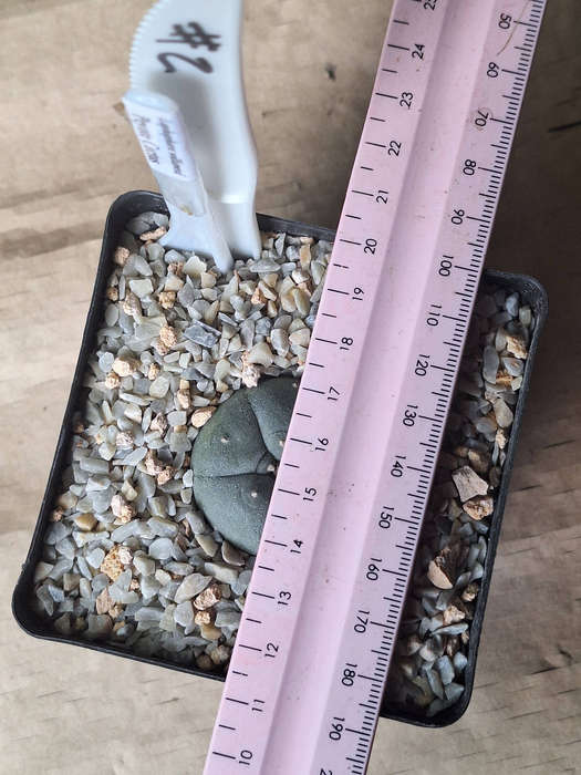Lophophora williamsii Cactus Plant (#2)