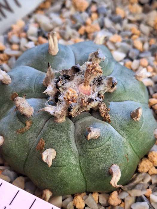 Cacti Lophophora williamsii Plant #8  (Peyote Cactus)