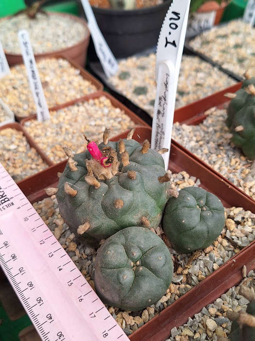 Lophophora williamsii cactus seed 5x 10 pack