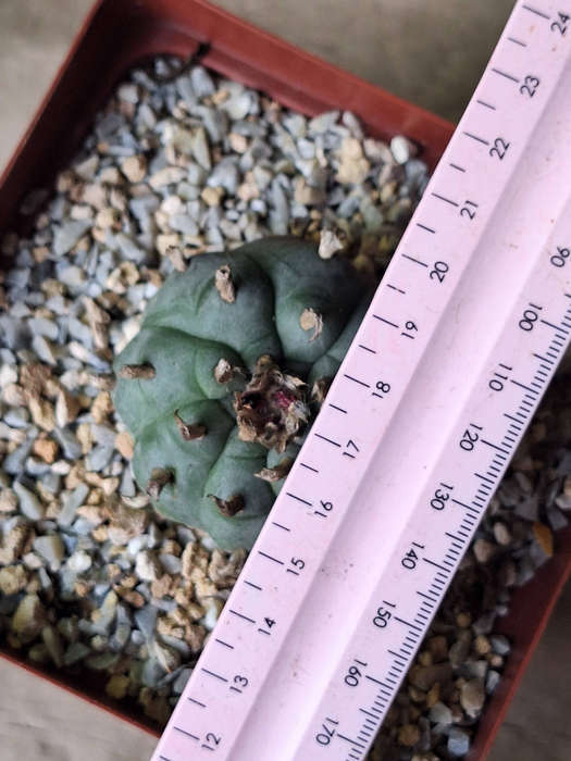 Adult Lophophora williamsii Cactus (no.9)