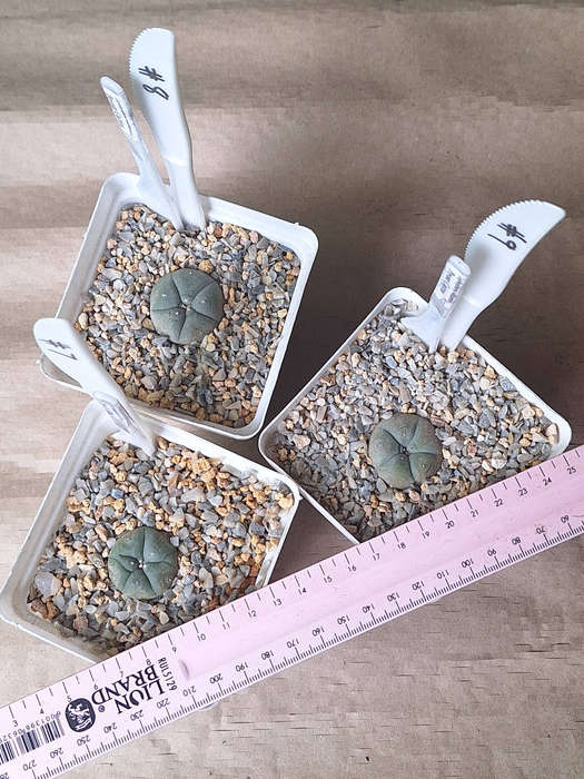 Lophophora williamsii Cactus Plamts x3 (#7+#8+#9)