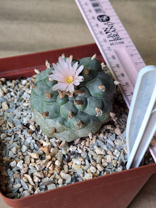 Adult Lophophora williamsii Cactus (no.10)