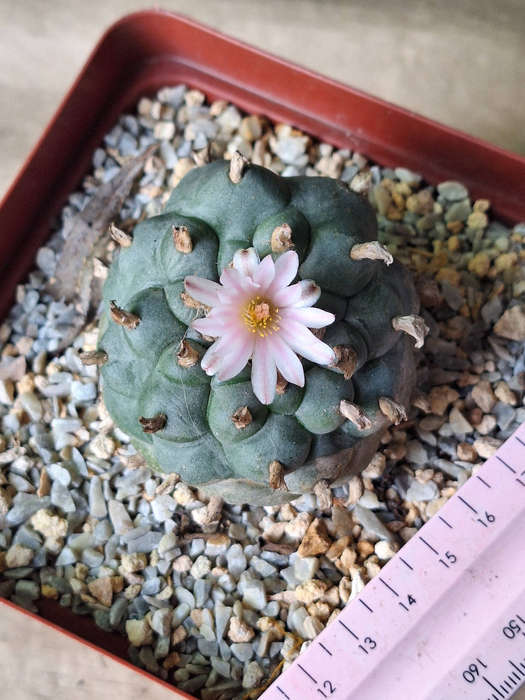 Adult Lophophora williamsii Cactus (no.10)