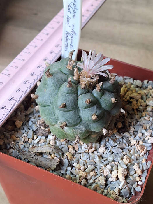 Adult Lophophora williamsii Cactus (no.10)