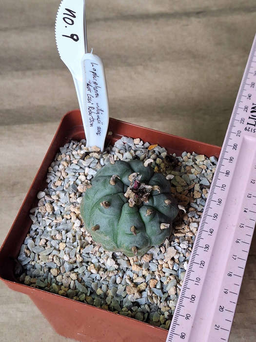 Adult Lophophora williamsii Cactus (no.9)