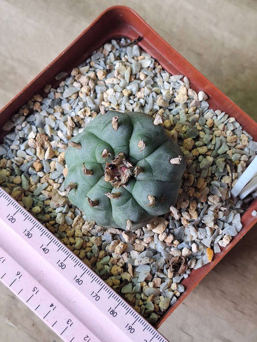 Adult Lophophora williamsii Cactus (no.9)