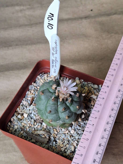 Adult Lophophora williamsii Cactus (no.10)