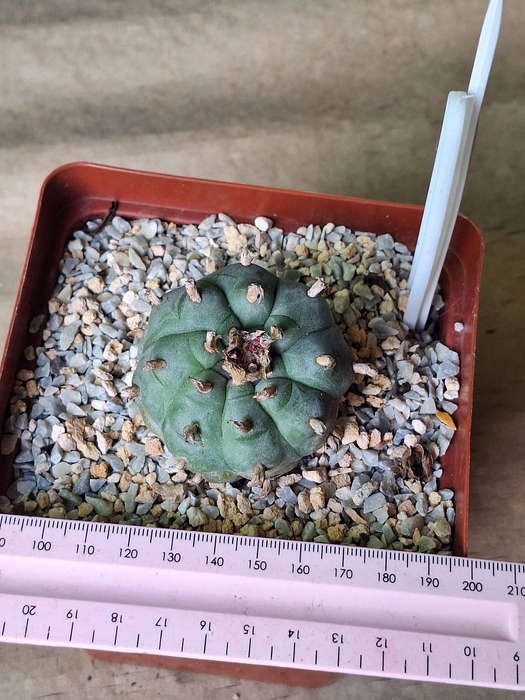 Adult Lophophora williamsii Cactus (no.9)