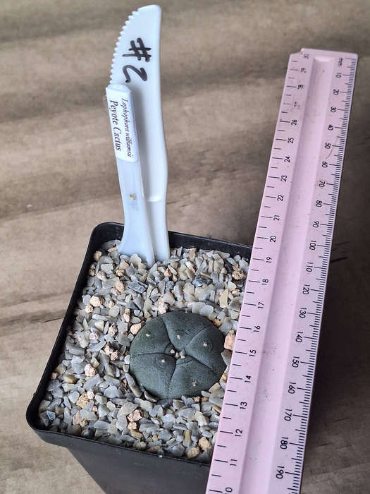 Lophophora williamsii Cactus Plant (#2)