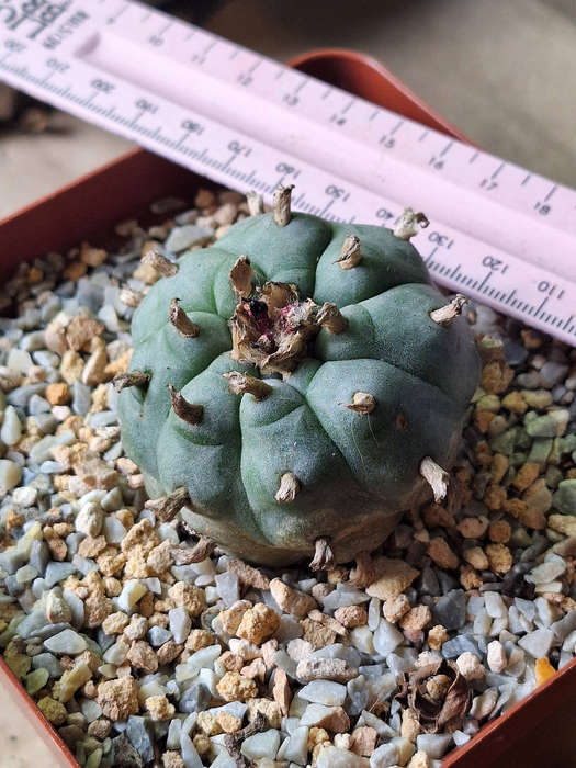Adult Lophophora williamsii Cactus (no.9)