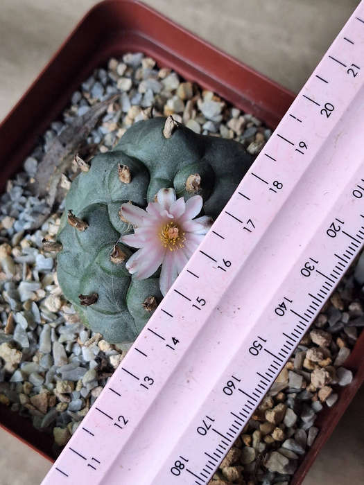 Adult Lophophora williamsii Cactus (no.10)