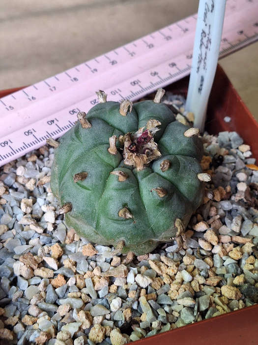 Adult Lophophora williamsii Cactus (no.9)