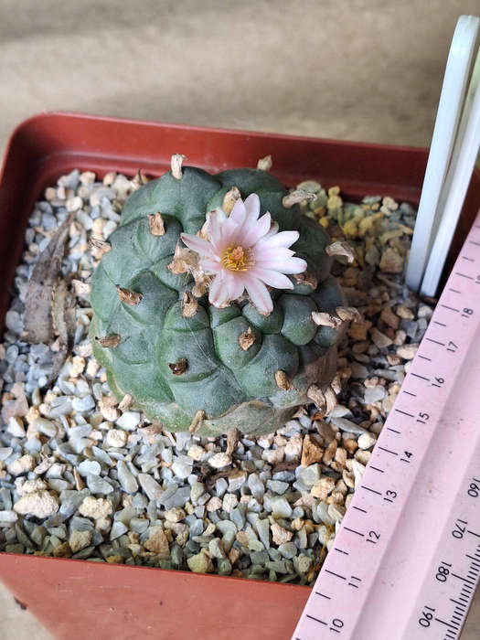 Adult Lophophora williamsii Cactus (no.10)