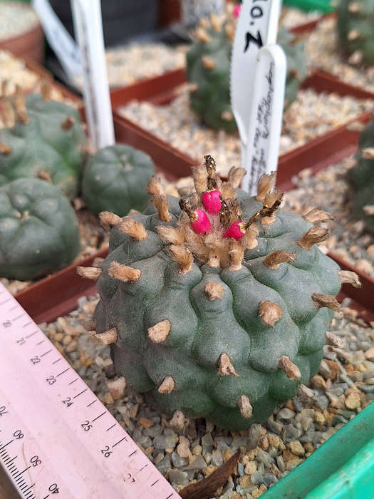 Lophophora williamsii cactus seed x1000