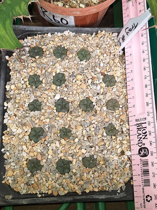Lophophora williamsii cactus seed 5x 10 pack