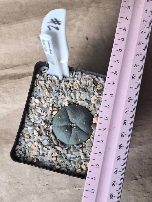 Lophophora williamsii Cactus Plant (#2)