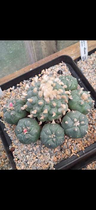 Lophophora williamsii (Peyote Cactus) 5x 10 Seed Pack SPECIAL OFFER!