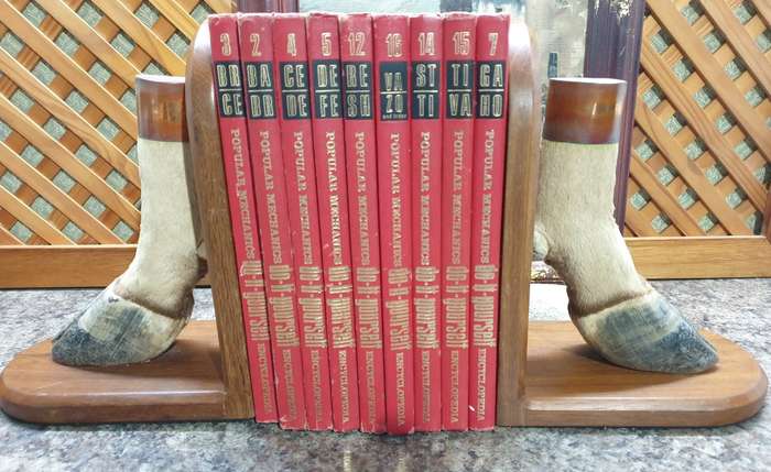 Stunning set Taxidermy book ends- Rare find