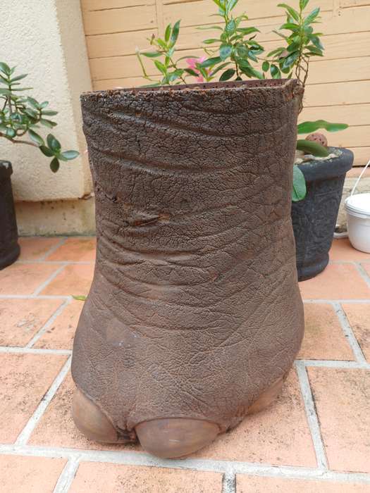 Vintage Elephant Foot