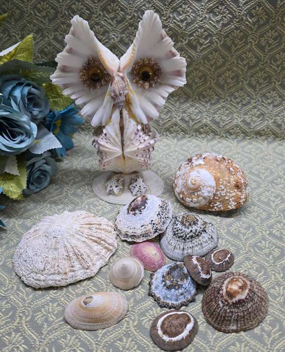 SEA  SHELLS | DECOR | ORNAMENTS |