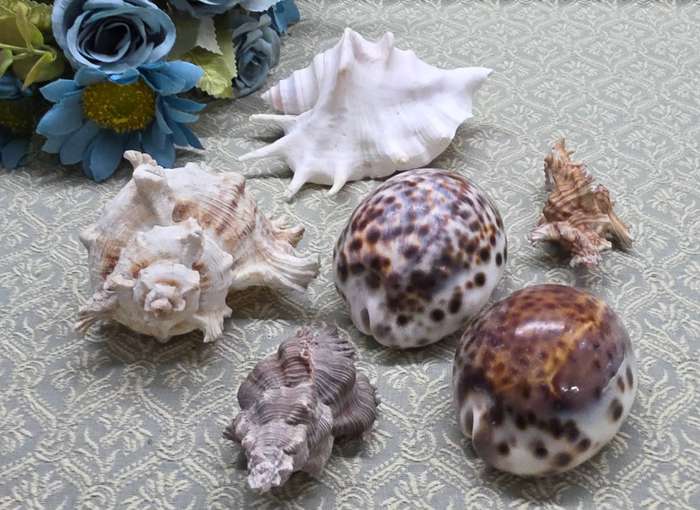SEA  SHELLS | DECOR | ORNAMENTS |