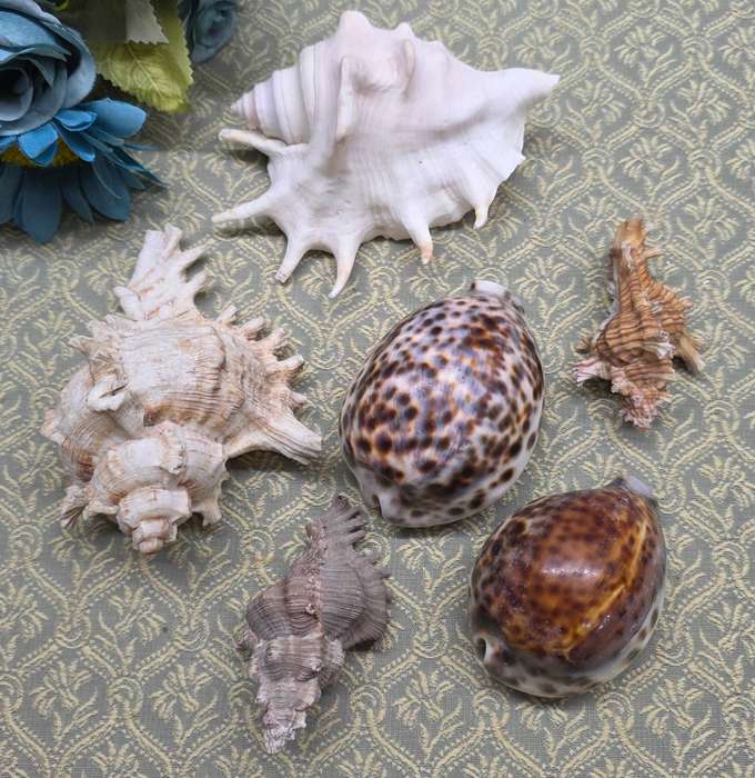 SEA  SHELLS | DECOR | ORNAMENTS |