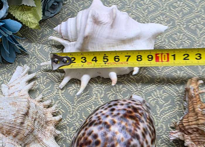 SEA  SHELLS | DECOR | ORNAMENTS |