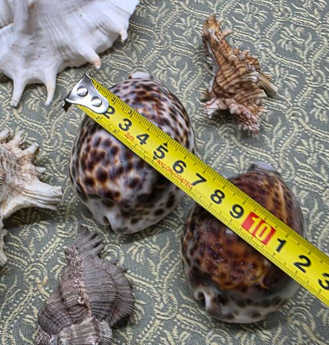 SEA  SHELLS | DECOR | ORNAMENTS |