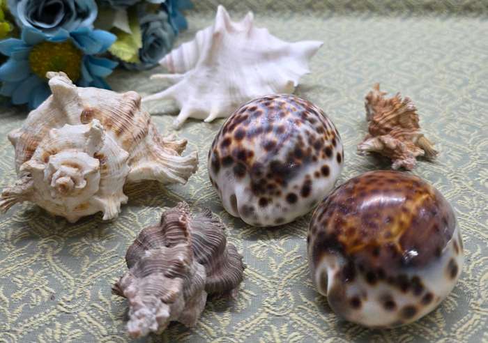 SEA  SHELLS | DECOR | ORNAMENTS |