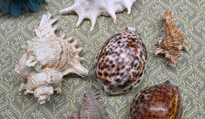 SEA  SHELLS | DECOR | ORNAMENTS |