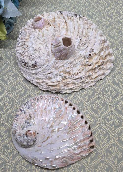 SEA  SHELLS | DECOR | ORNAMENTS |