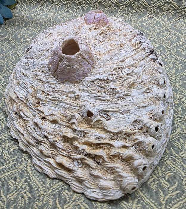 SEA  SHELLS | DECOR | ORNAMENTS |