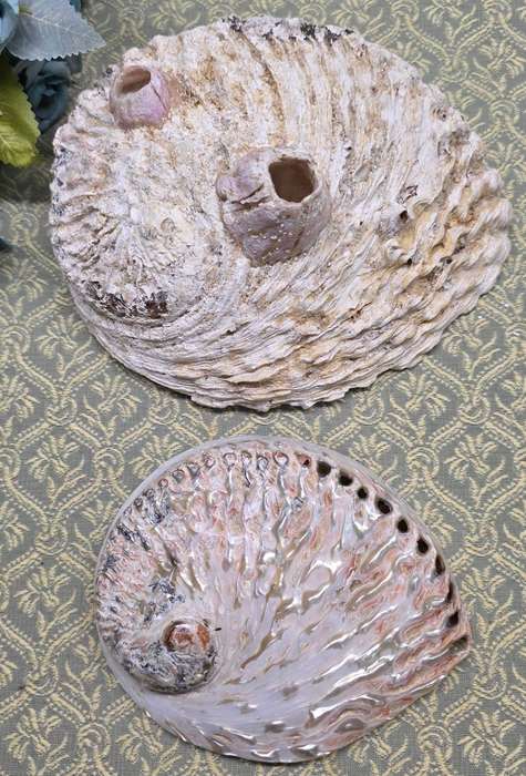 SEA  SHELLS | DECOR | ORNAMENTS |