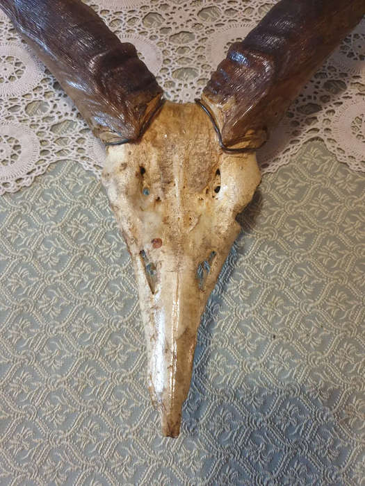 Amazing skull and horns