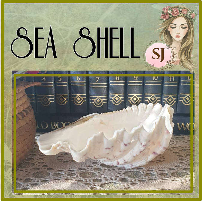 Clam Shell Tridacna | SEA SHELL |