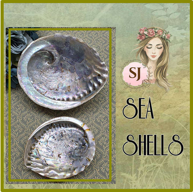 SEA  SHELLS | DECOR | ORNAMENTS |