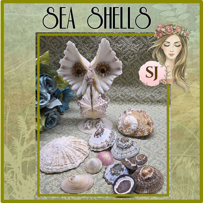 SEA  SHELLS | DECOR | ORNAMENTS |