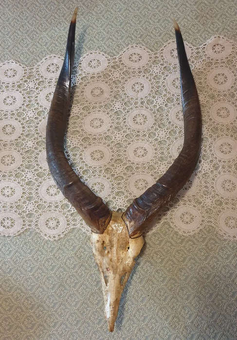 Amazing skull and horns