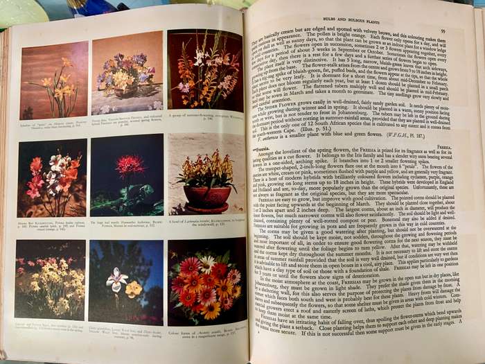 South African Flowers For The Garden by Sima Eliovson