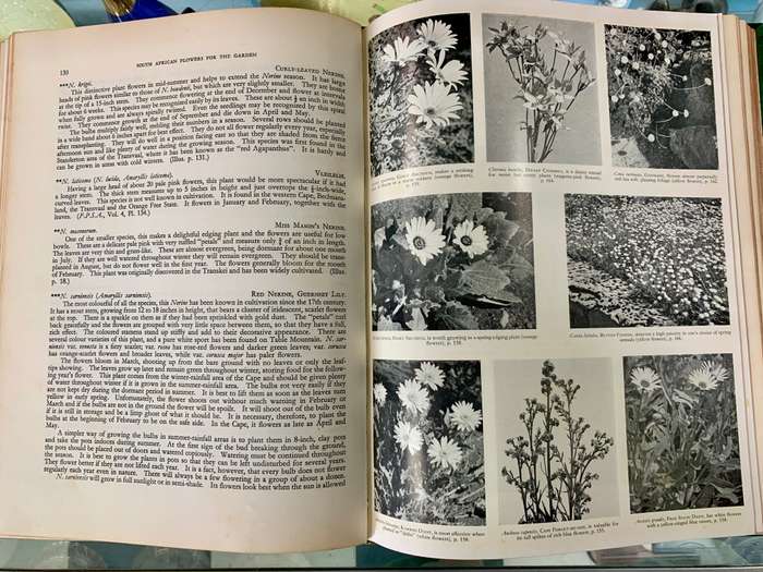 South African Flowers For The Garden by Sima Eliovson