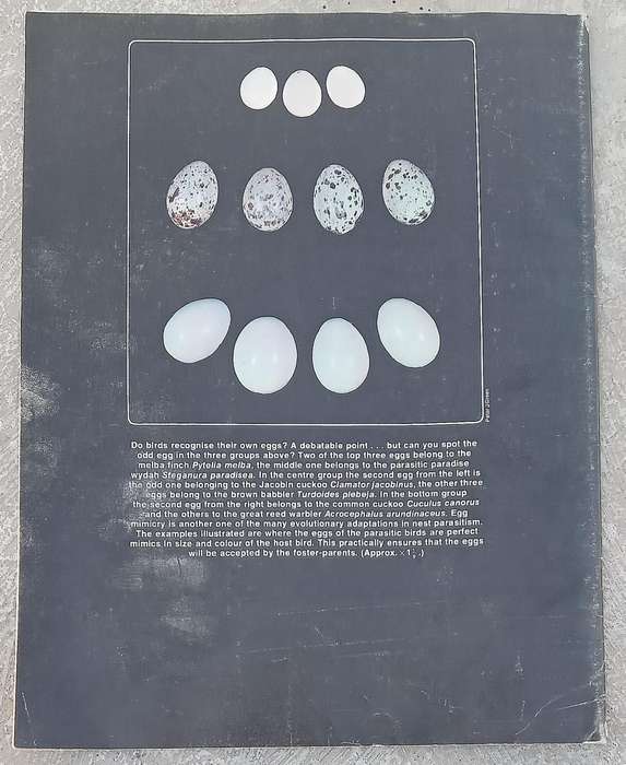 1970 Purnell's  Encyclopedia of Animal Life No81 Vol 6/1