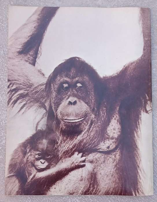 1970 Purnell's Encyclopedia Of Animal Life No83 (Vol6 No3 )
