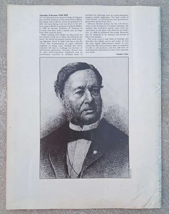 1970 Purnell's Encyclopedia Of Animal Life No88 (Vol6 No8)