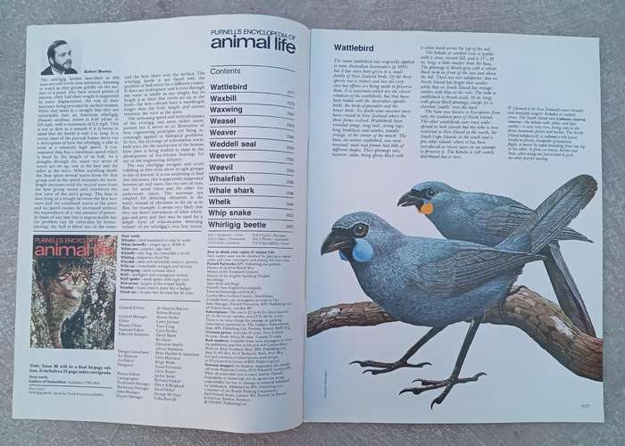 1970 Purnell's Encyclopedia Of Animal Life No 93 (Vol6 No13)