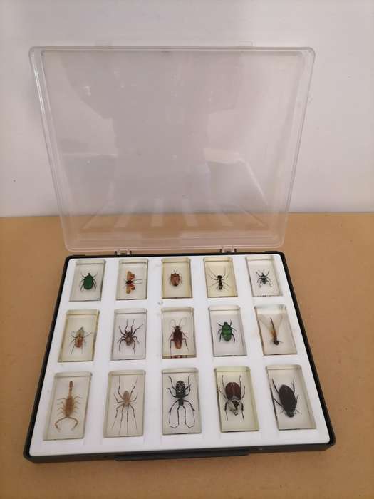 ORIGINAL COMPLETE SET OF 15 BIG INSECTS IN RESIN. NATIONAL GEOGRAPHIC. BEAUTIFUL. WITH PROTECTIVE