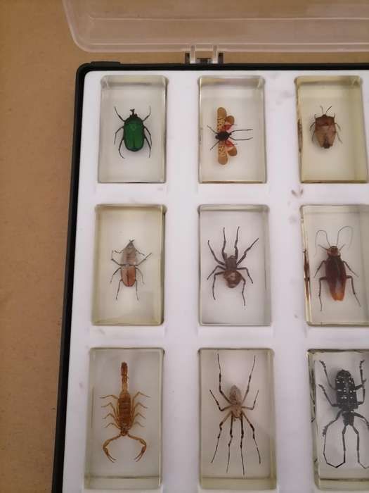 ORIGINAL COMPLETE SET OF 15 BIG INSECTS IN RESIN. NATIONAL GEOGRAPHIC. BEAUTIFUL. WITH PROTECTIVE