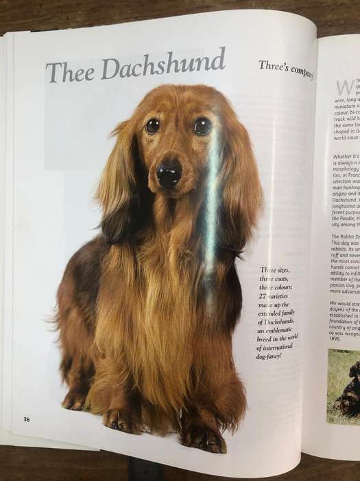 Dog Small Breeds Encyclopedia - The Royal Canin (Hardcover book with dj)