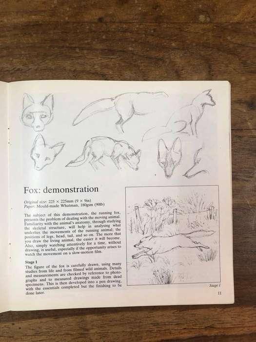 Painting Wild Animals in Watercolour - Sally Michel (Paperback)